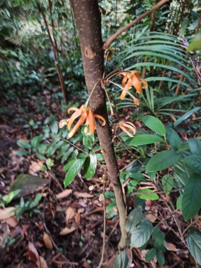 Polyalthia cauliflora photo 8