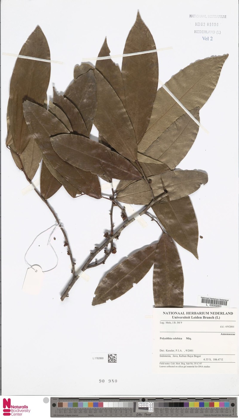 Polyalthia celebica