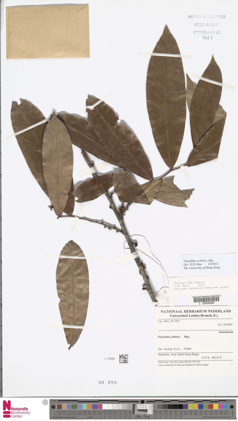 Polyalthia celebica photo 2