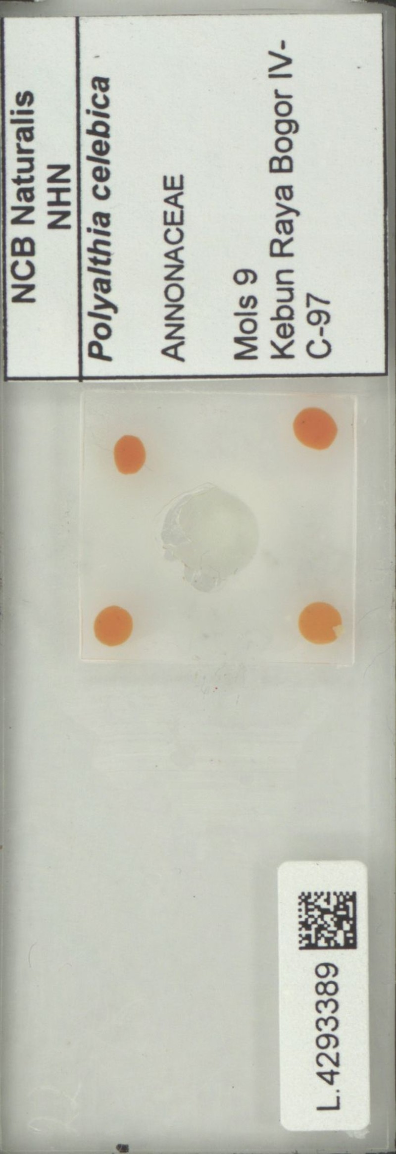 Polyalthia celebica photo 3