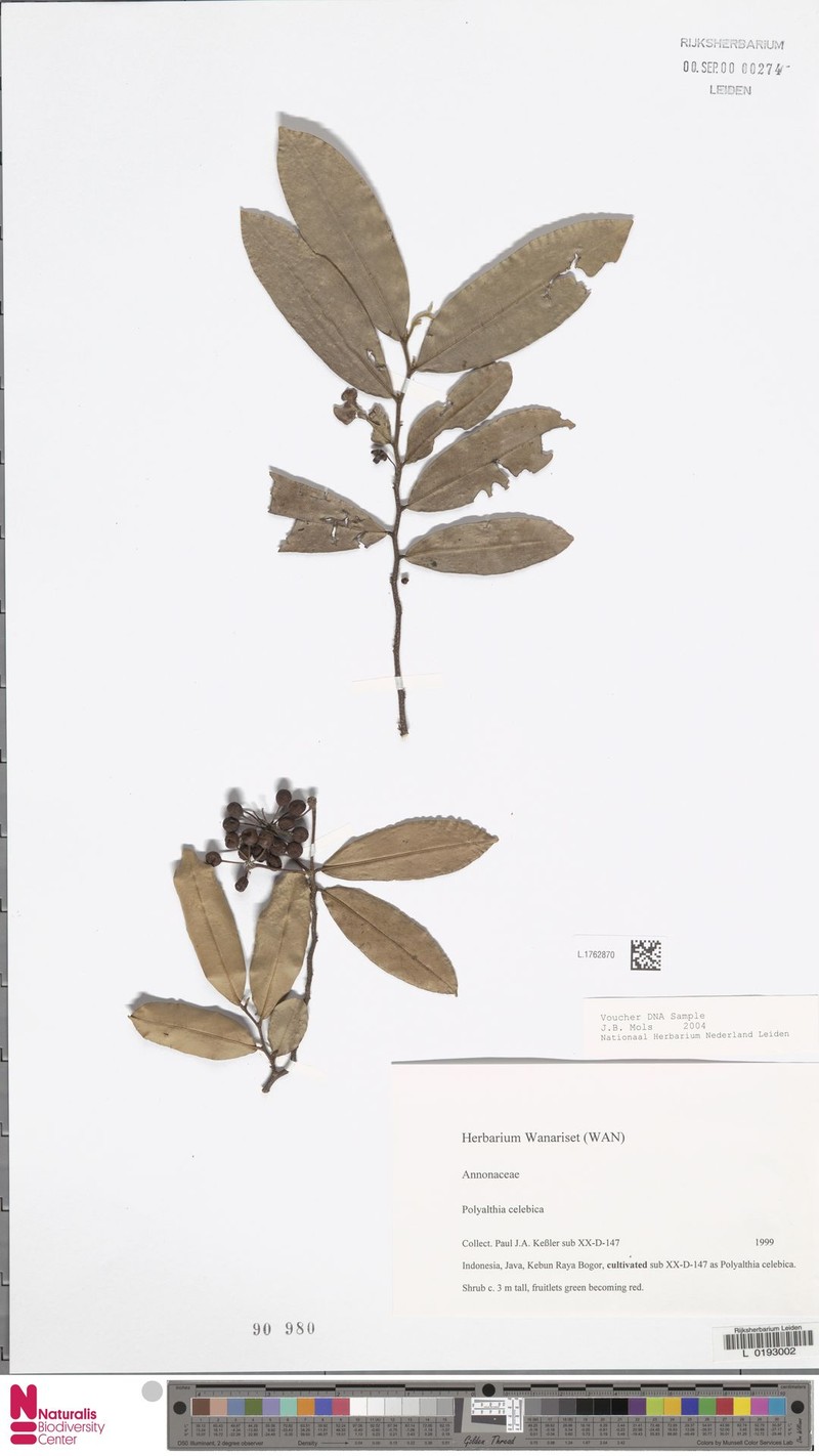 Polyalthia celebica photo 4