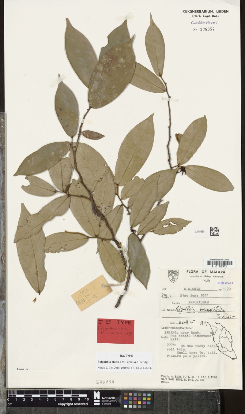 Polyalthia chinii
