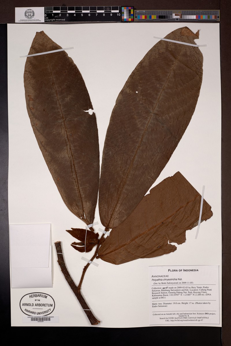Polyalthia chrysotricha
