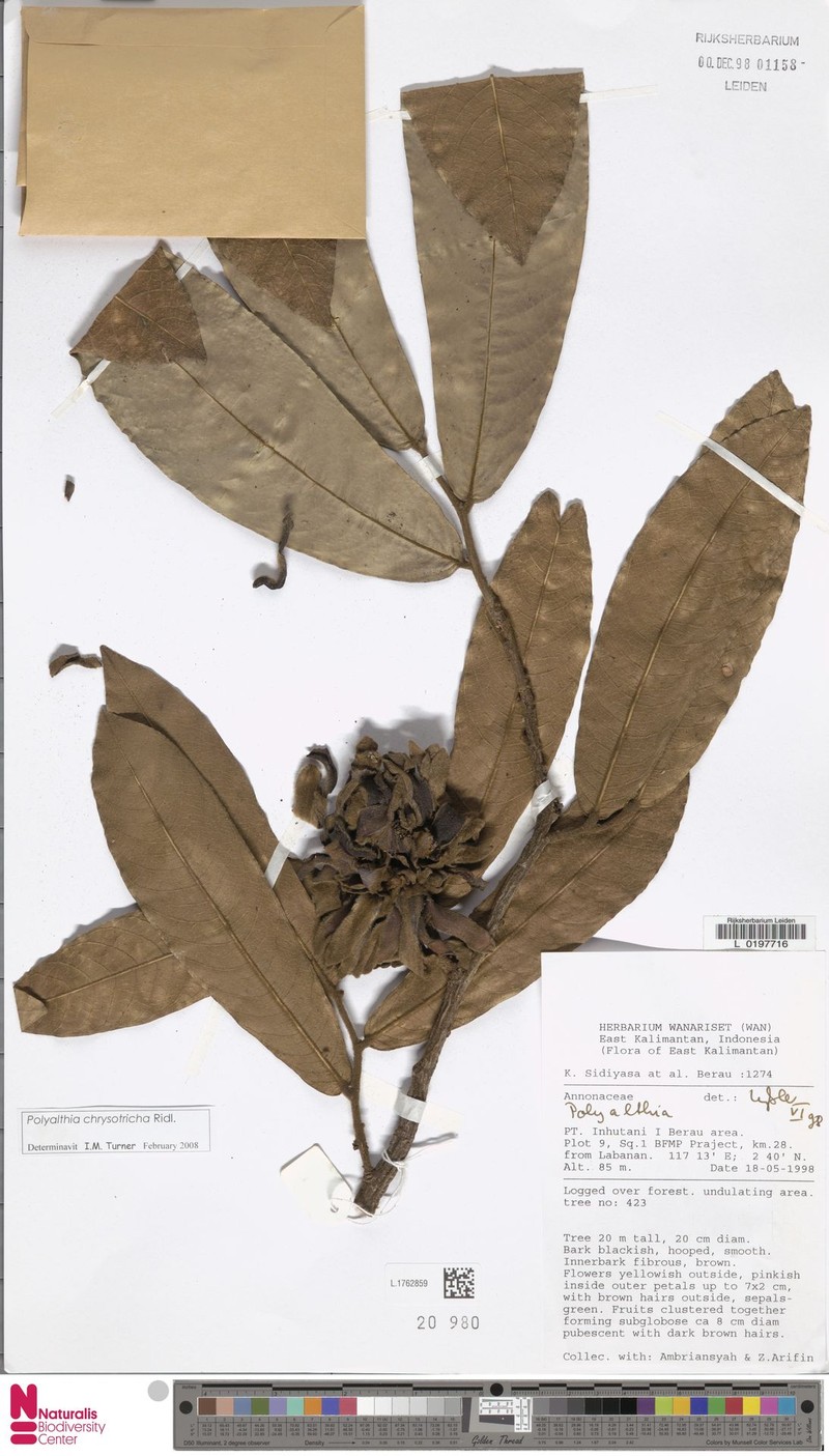 Polyalthia chrysotricha photo 2