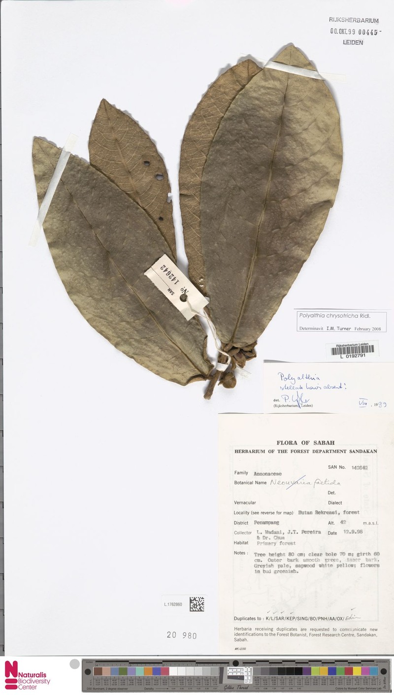 Polyalthia chrysotricha photo 3