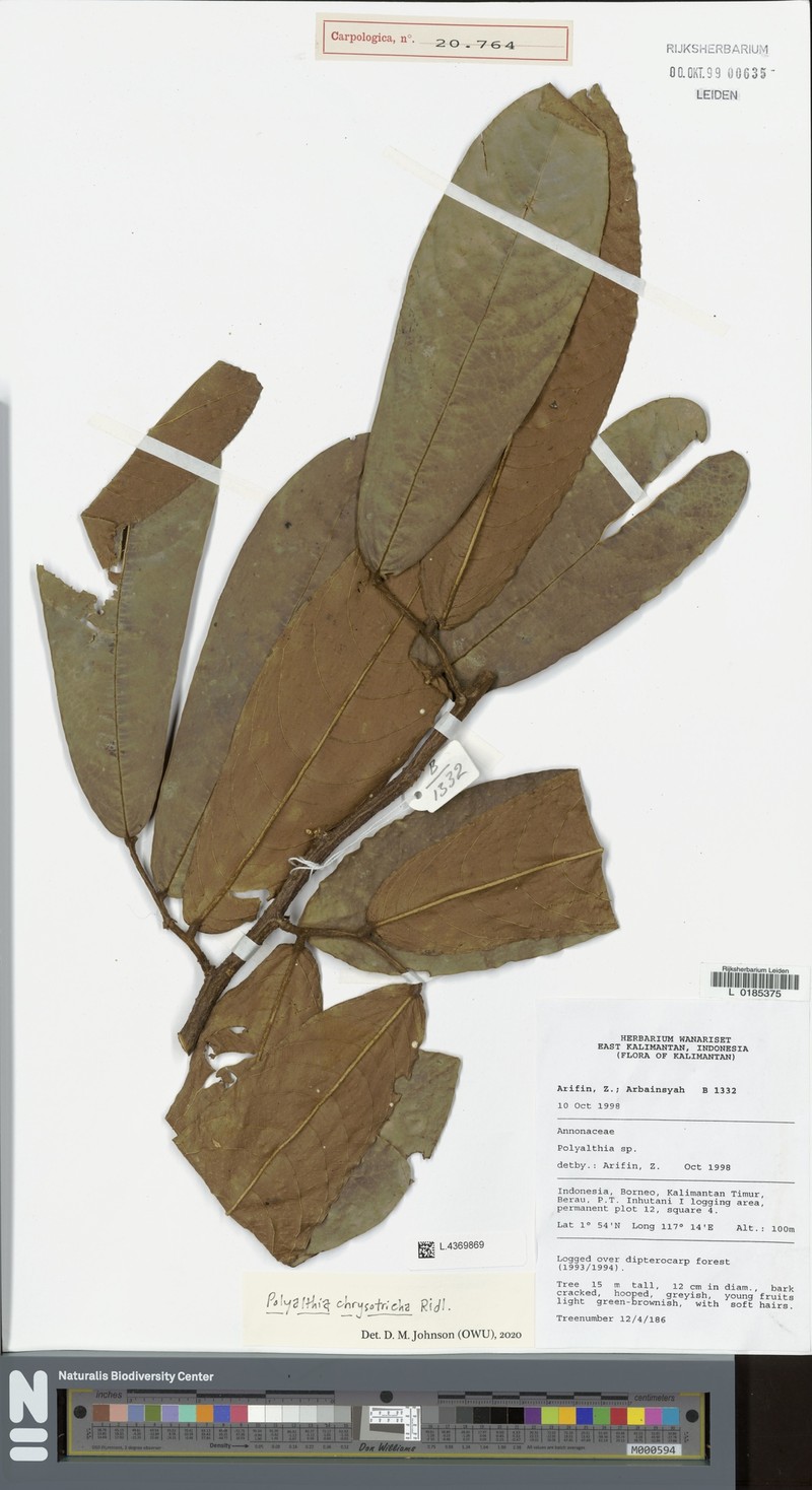 Polyalthia chrysotricha photo 4