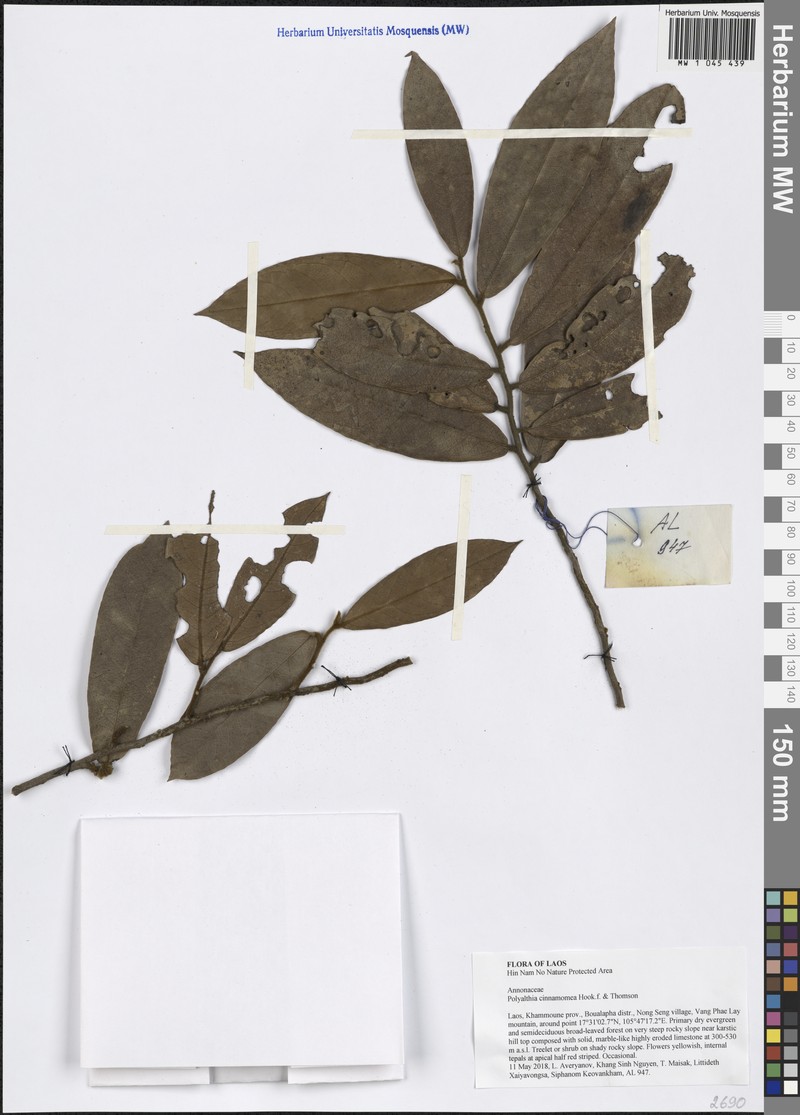 Polyalthia cinnamomea