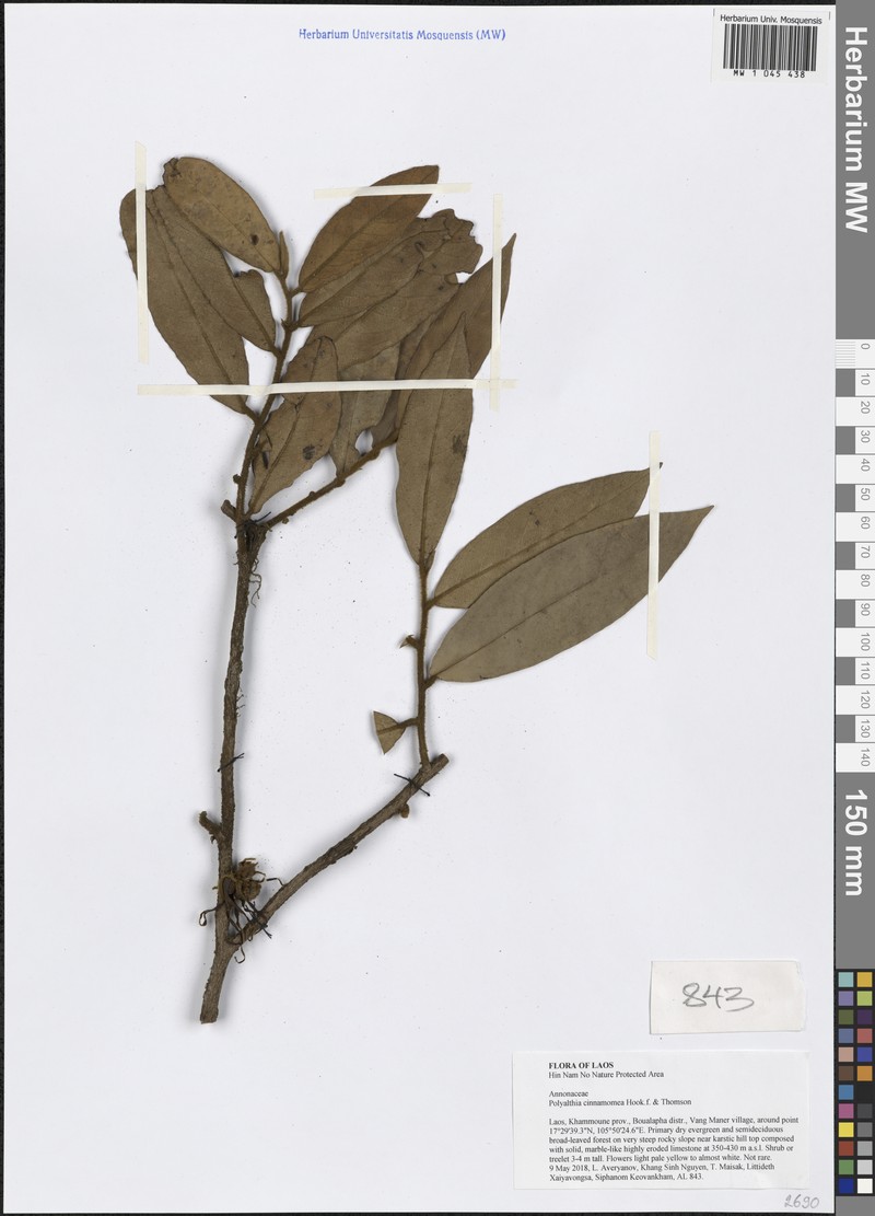 Polyalthia cinnamomea photo 2