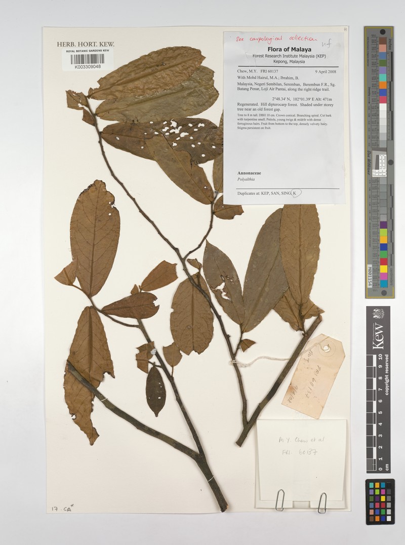 Polyalthia cinnamomea photo 3