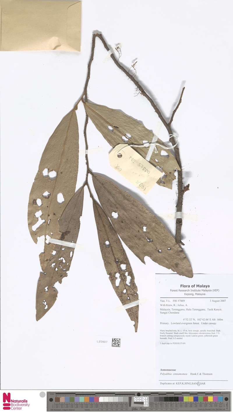 Polyalthia cinnamomea photo 4