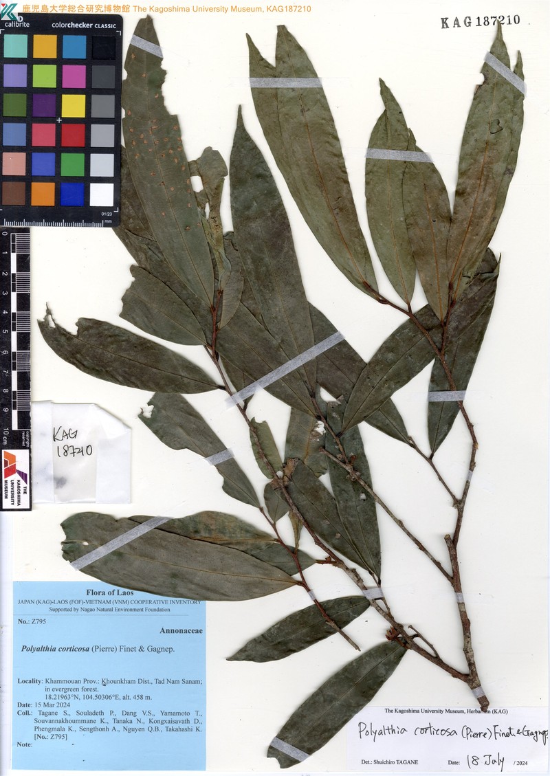 Polyalthia corticosa photo 2