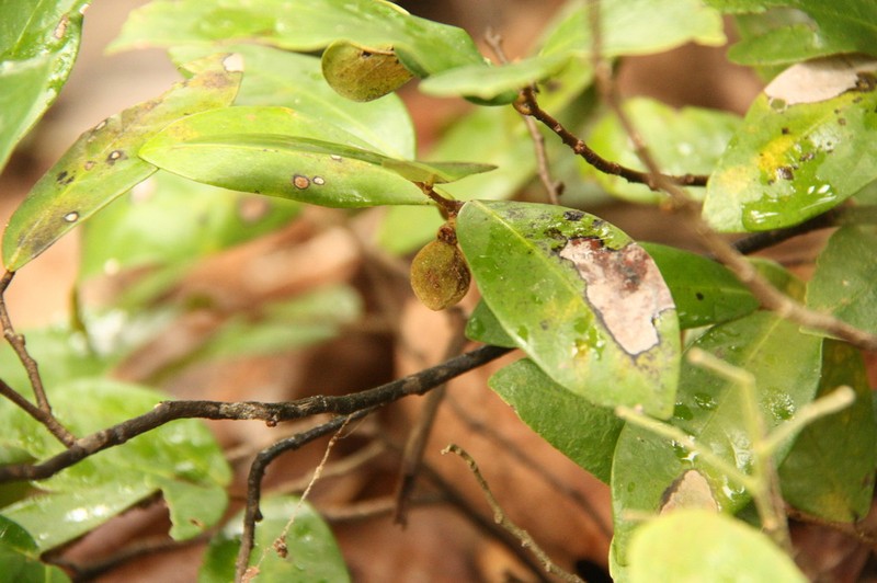 Polyalthia debilis