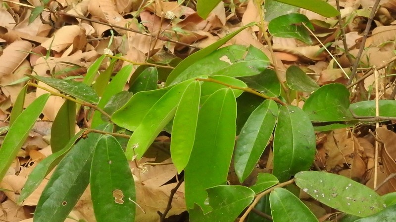 Polyalthia debilis photo 2