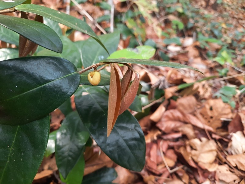 Polyalthia debilis photo 3