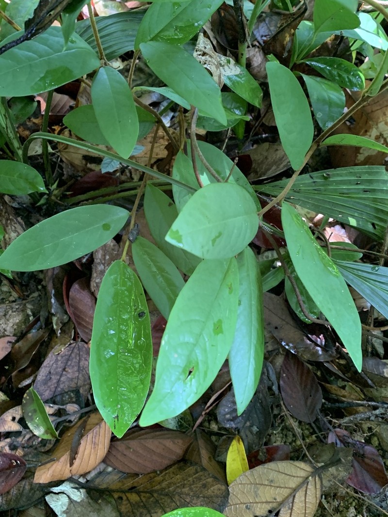Polyalthia debilis photo 4