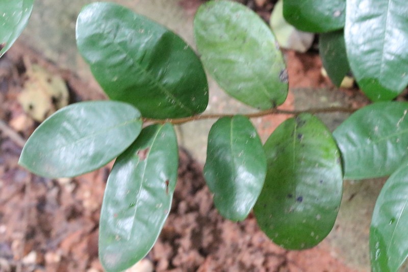 Polyalthia debilis photo 5
