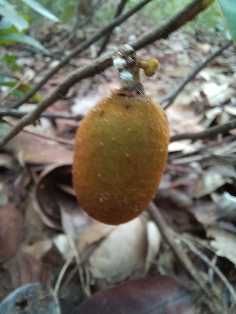 Polyalthia debilis photo 6