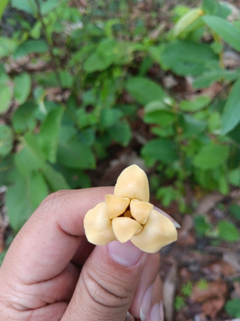Polyalthia debilis photo 7