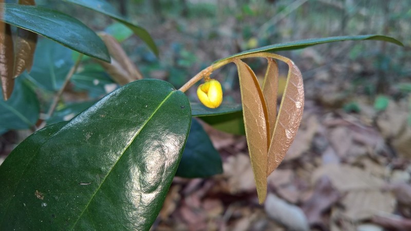 Polyalthia debilis photo 8