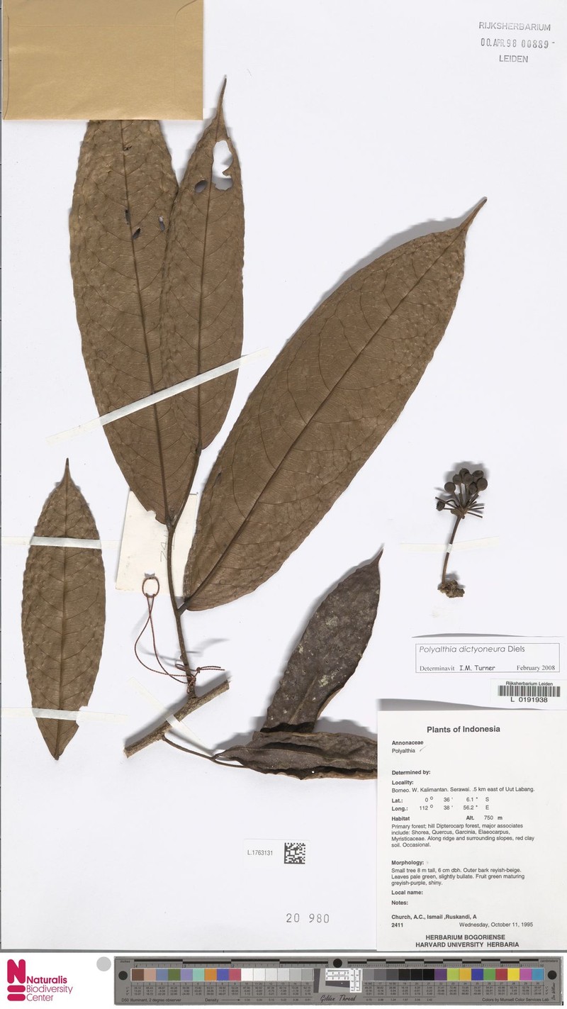 Polyalthia dictyoneura