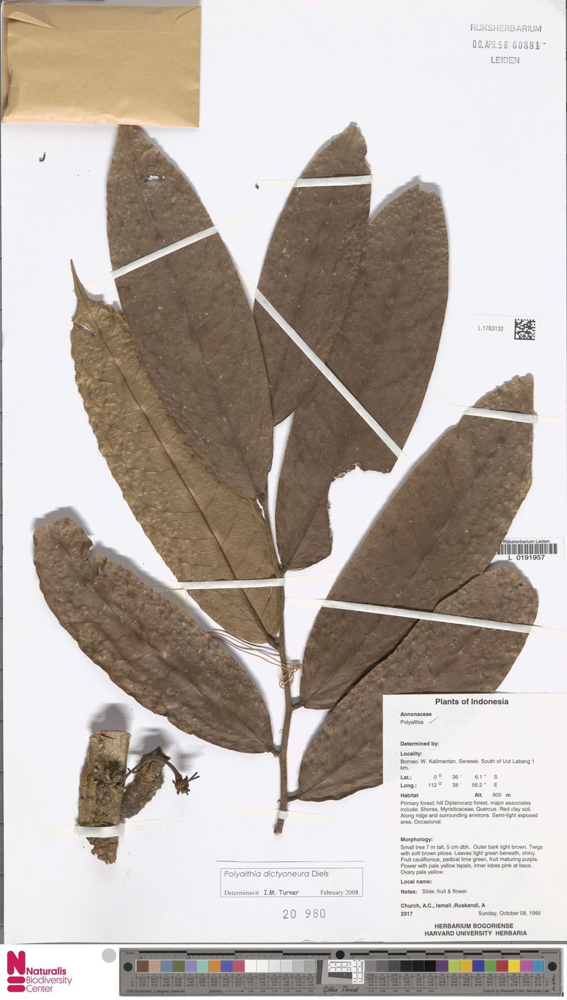 Polyalthia dictyoneura photo 2