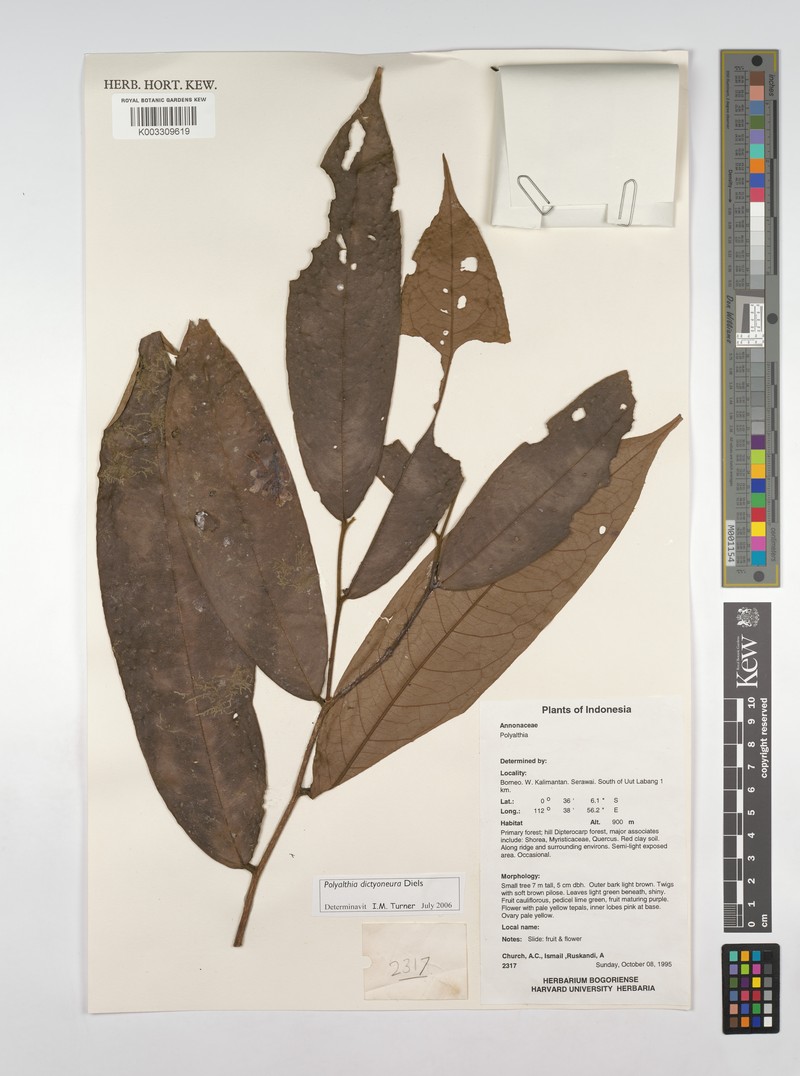 Polyalthia dictyoneura photo 3