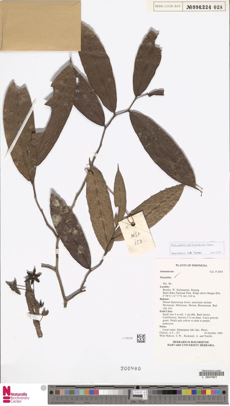 Polyalthia dictyoneura photo 4
