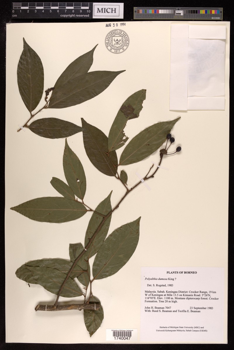 Polyalthia dumosa