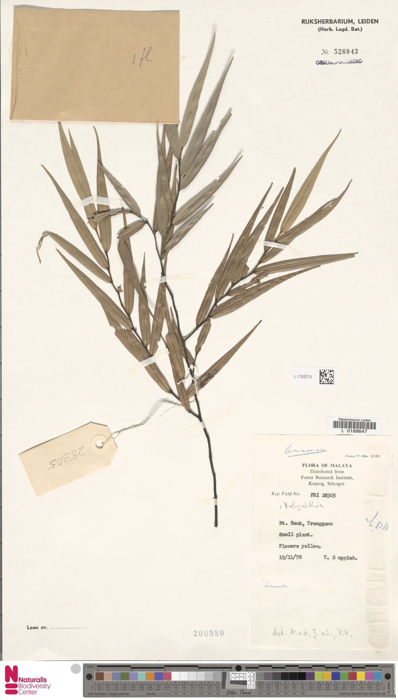 Polyalthia dumosa photo 2