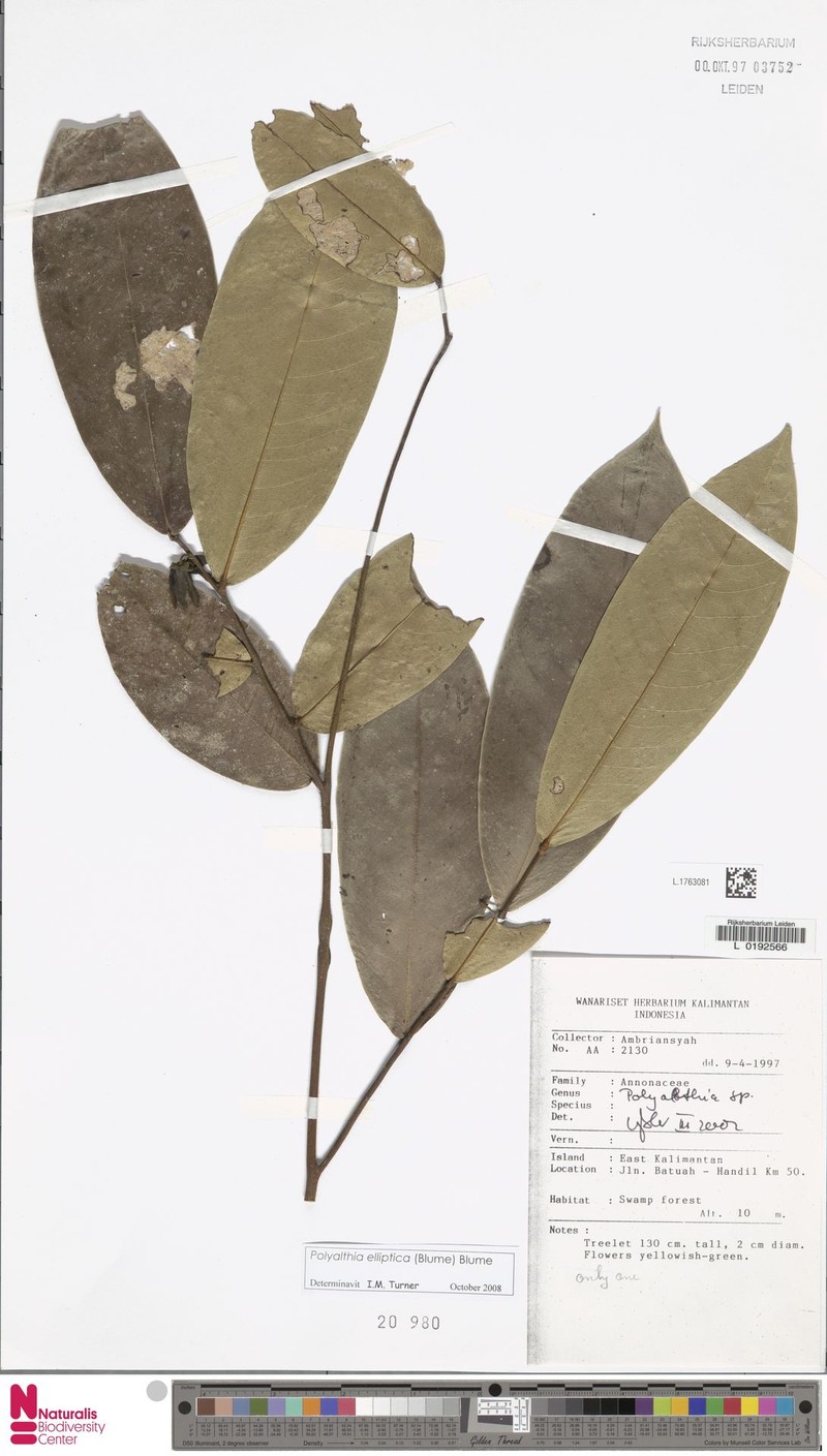 Polyalthia elliptica