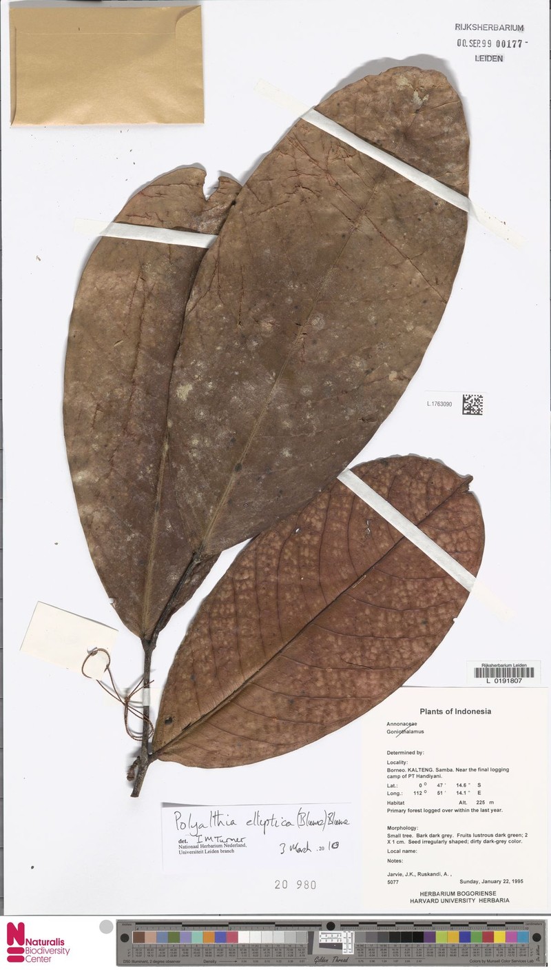 Polyalthia elliptica photo 2