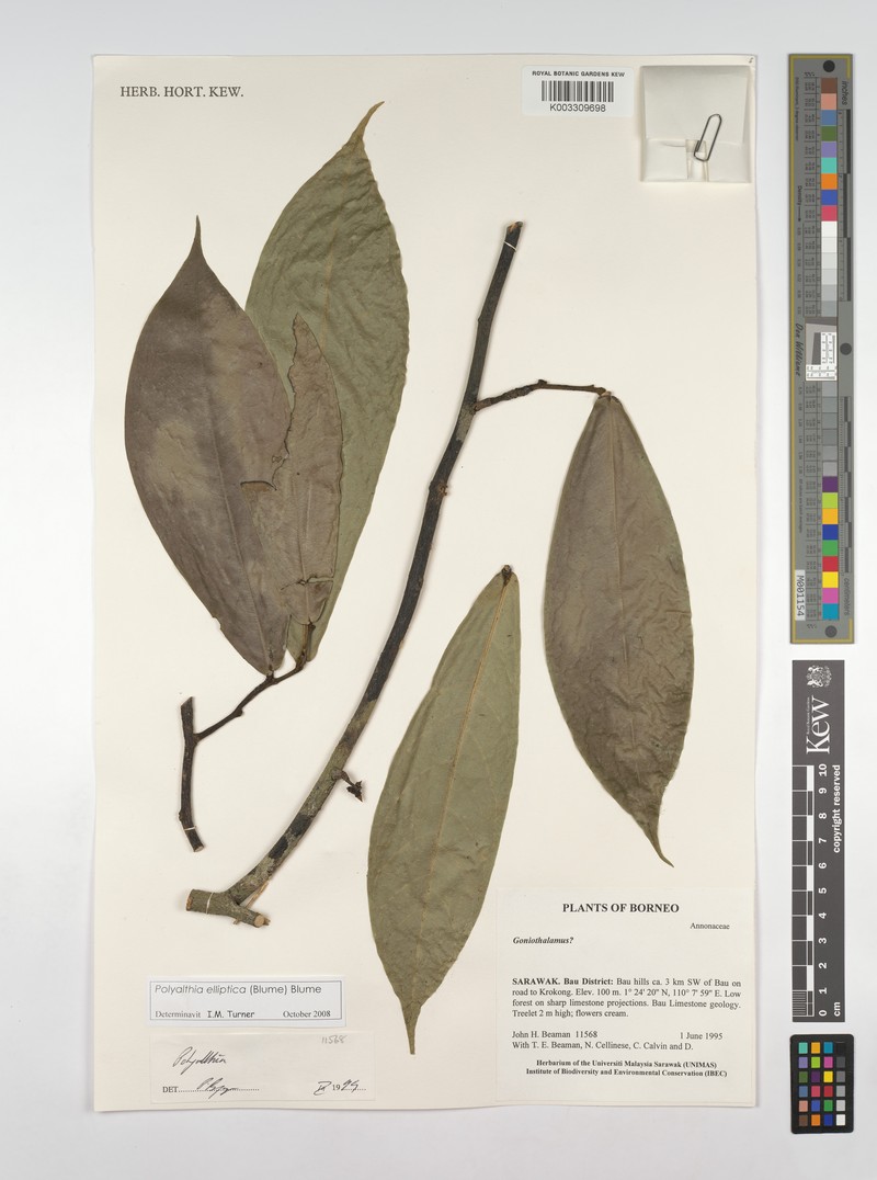 Polyalthia elliptica photo 3