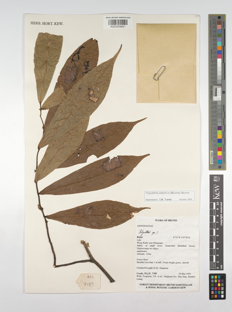 Polyalthia elliptica photo 4
