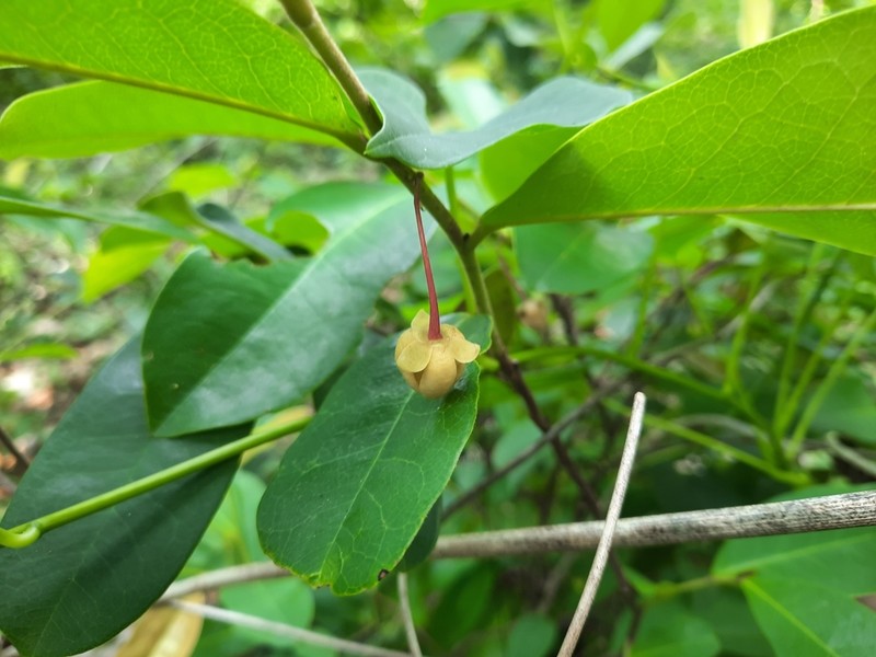 Polyalthia evecta