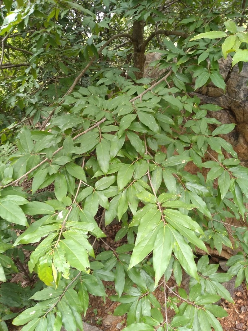 Polyalthia evecta photo 3