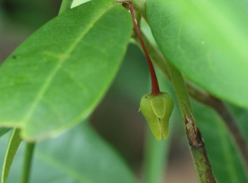 Polyalthia evecta photo 8