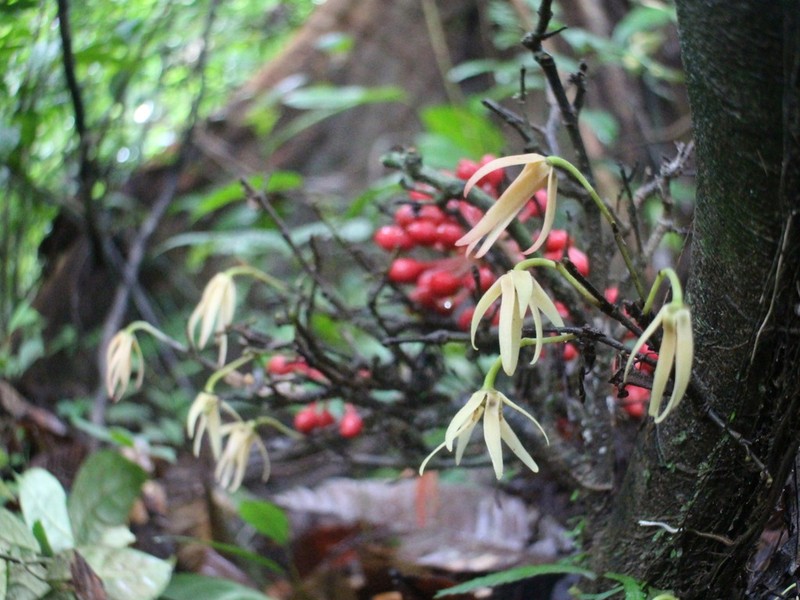 Polyalthia flagellaris