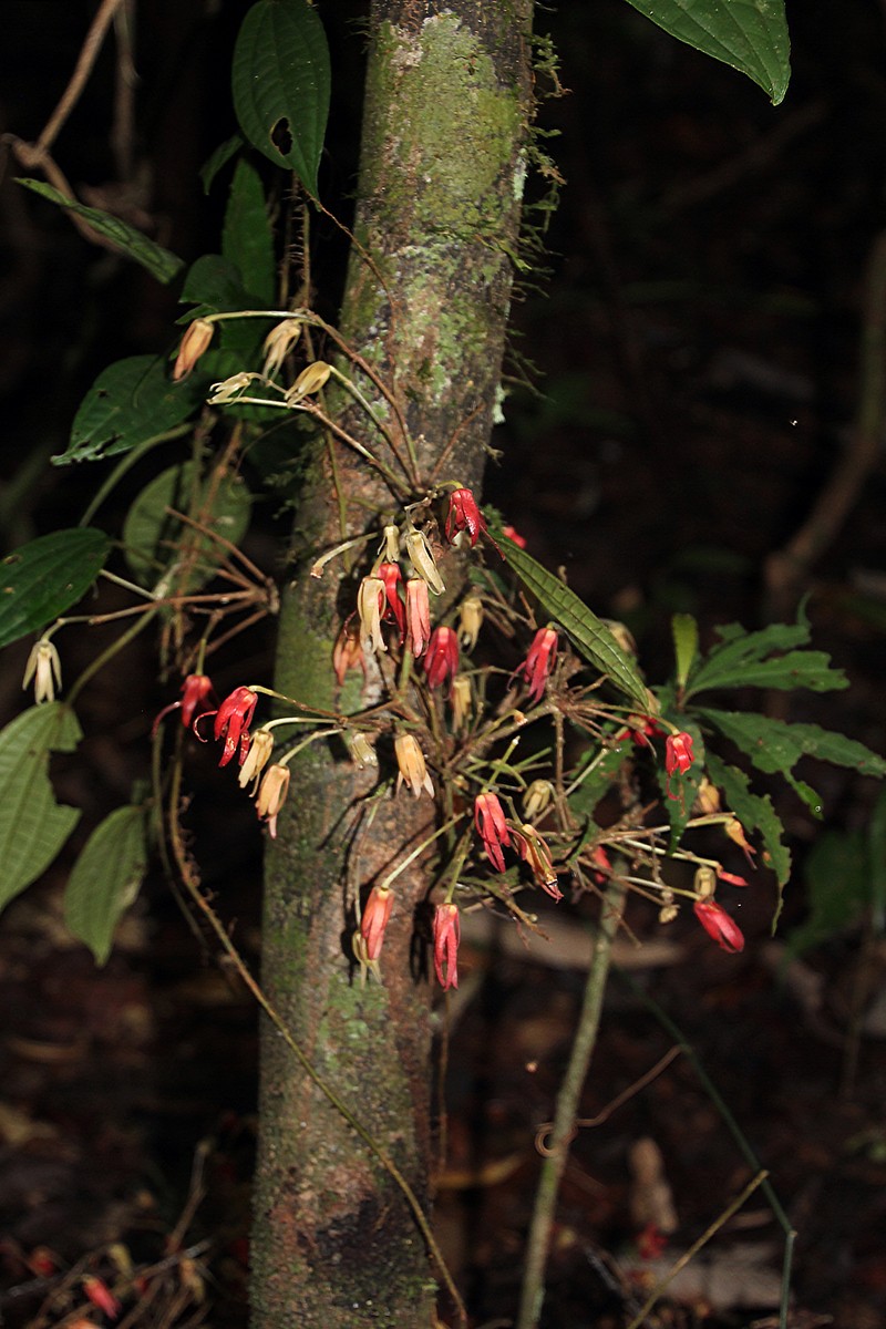 Polyalthia flagellaris photo 3