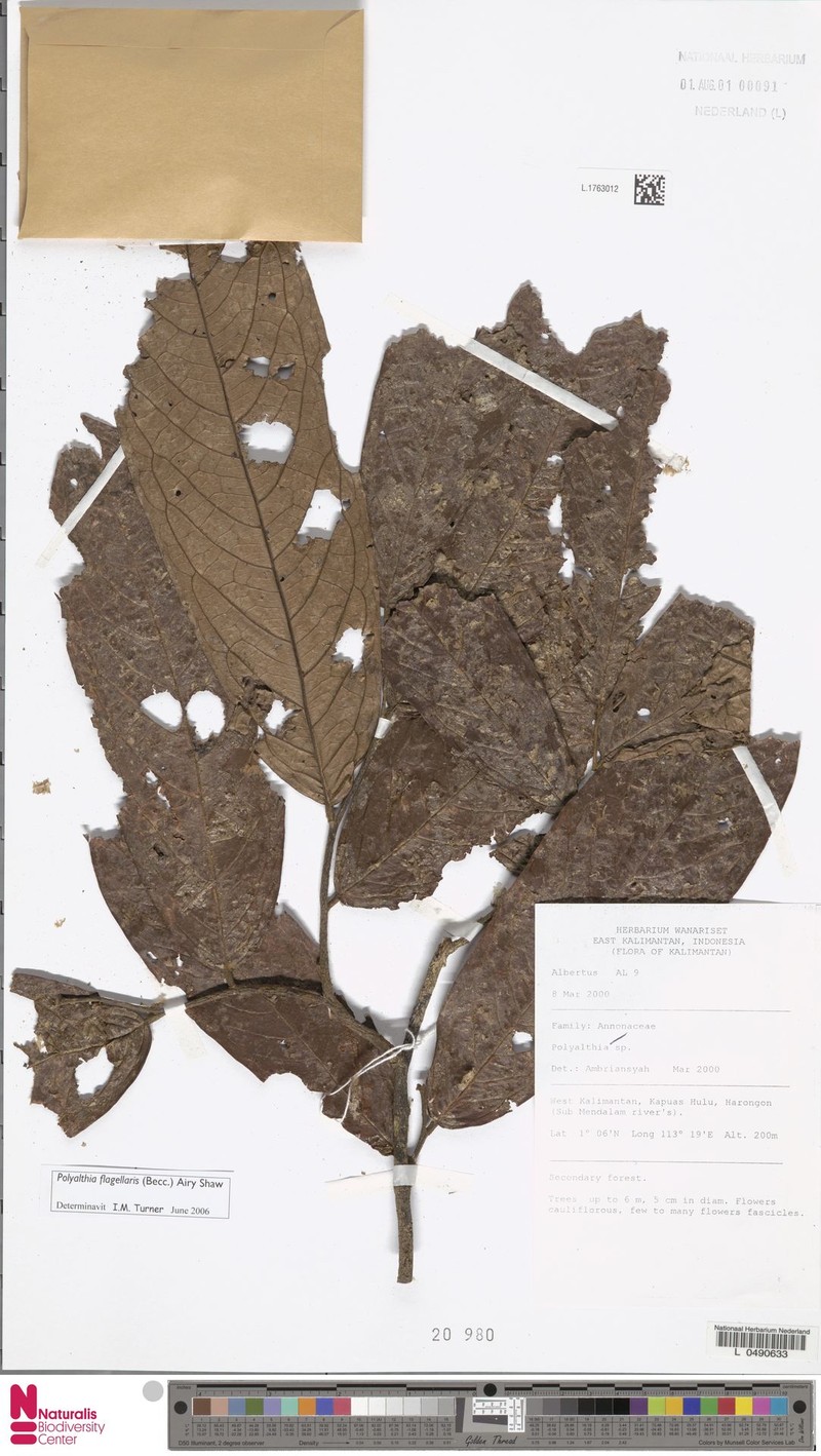 Polyalthia flagellaris photo 4