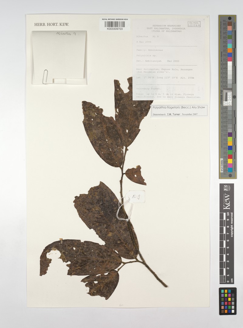 Polyalthia flagellaris photo 5