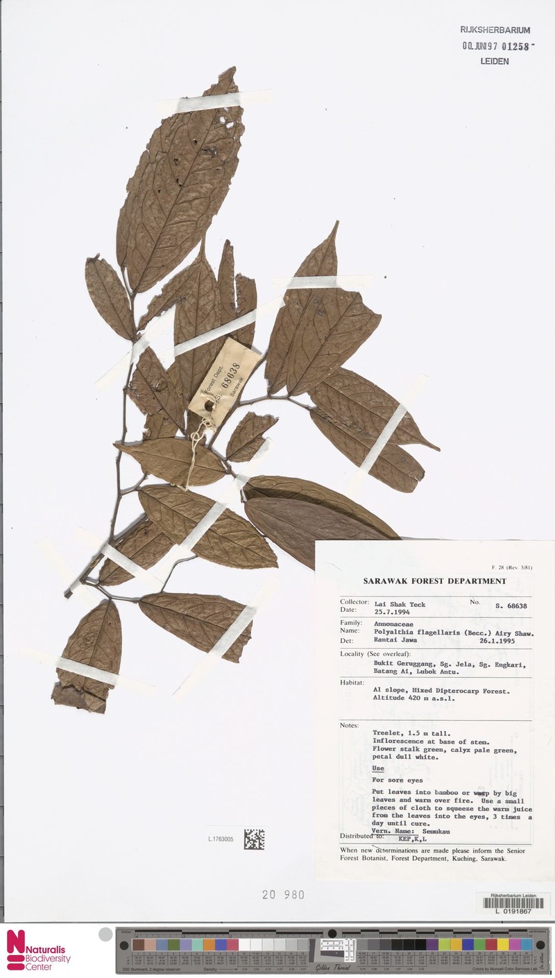 Polyalthia flagellaris photo 6