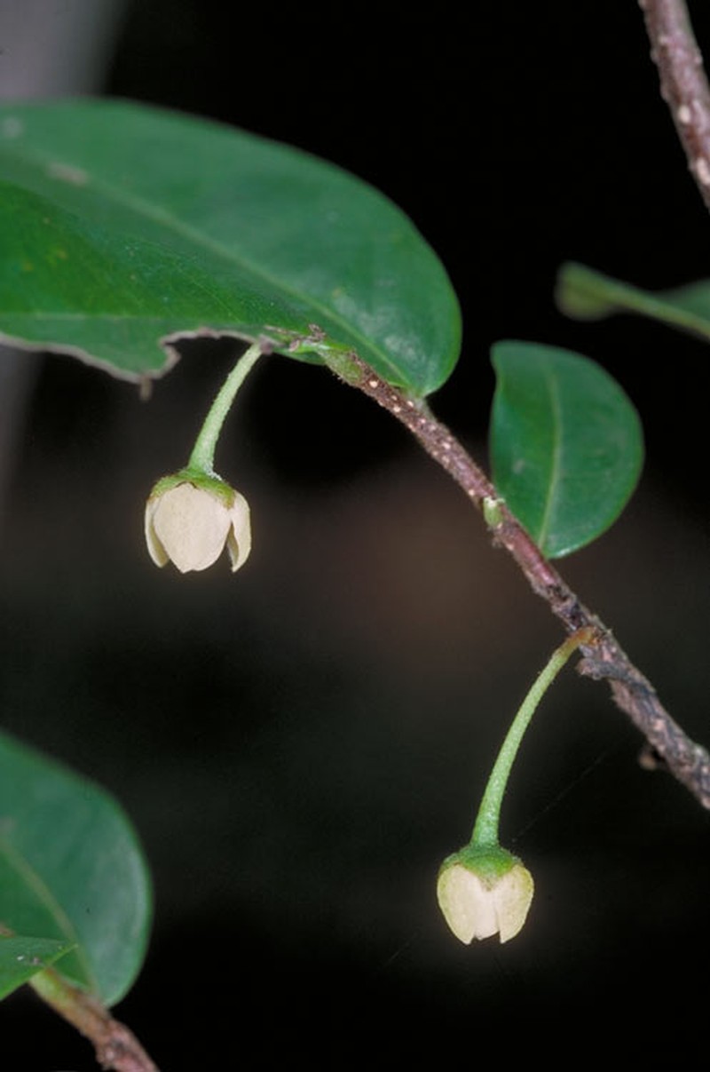 Polyalthia fruticosa