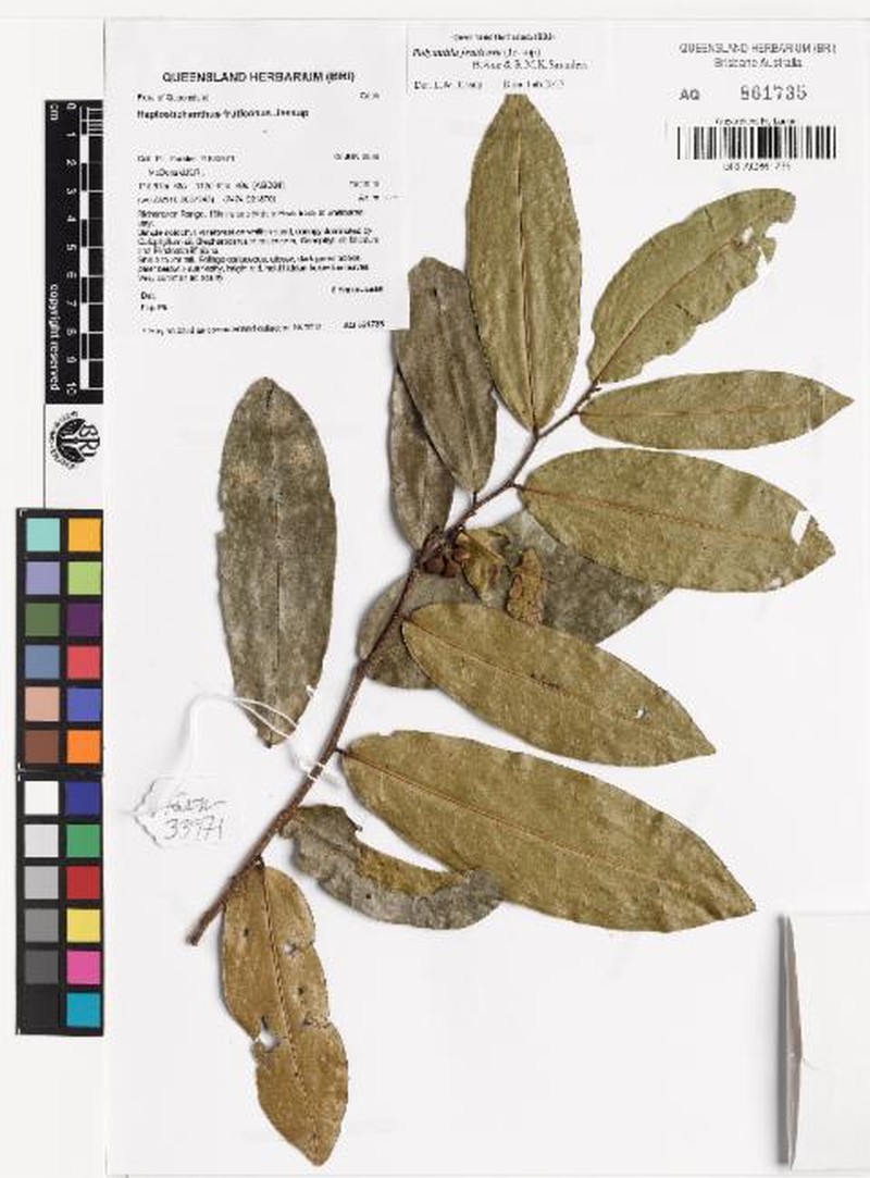 Polyalthia fruticosa photo 2