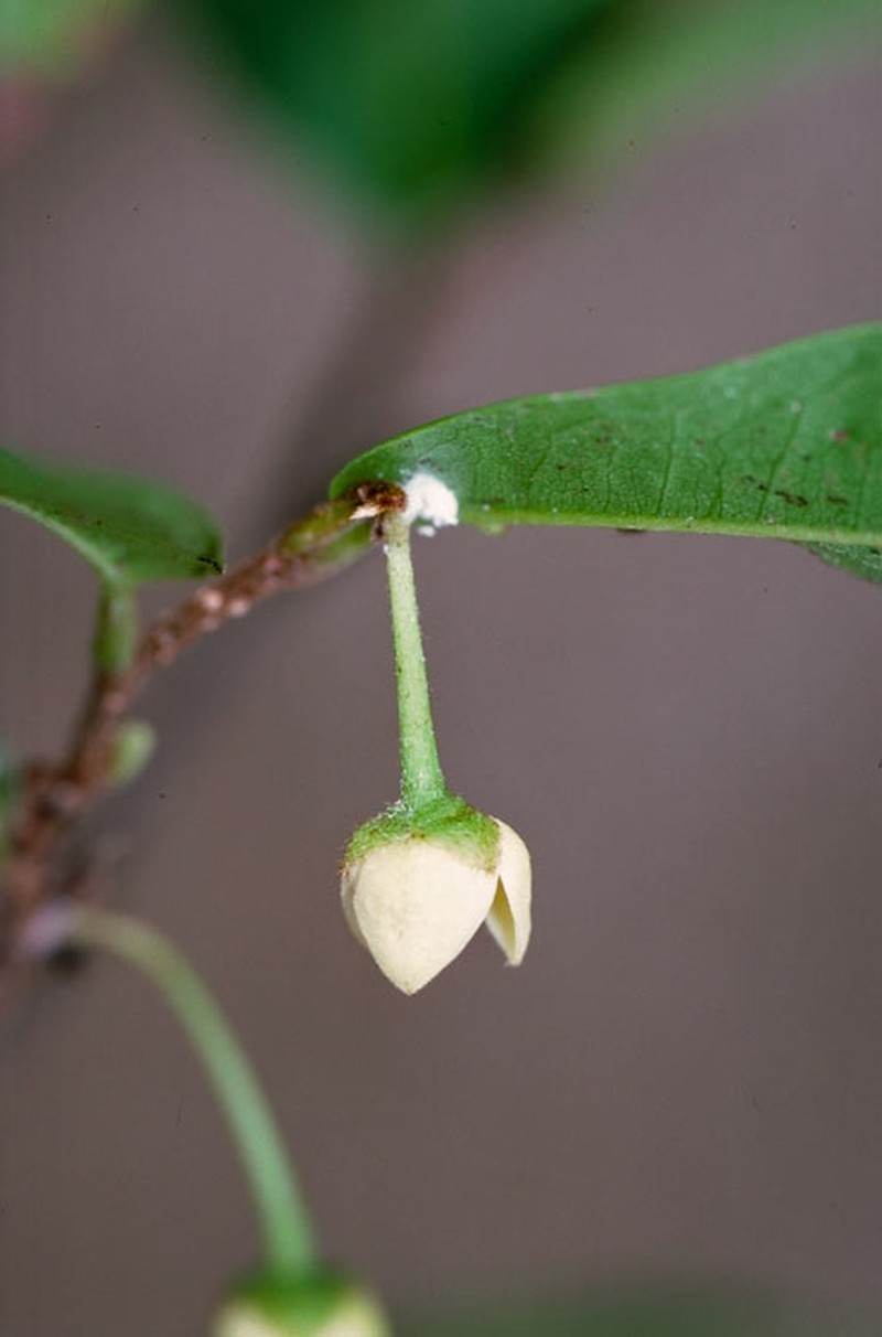 Polyalthia fruticosa photo 3