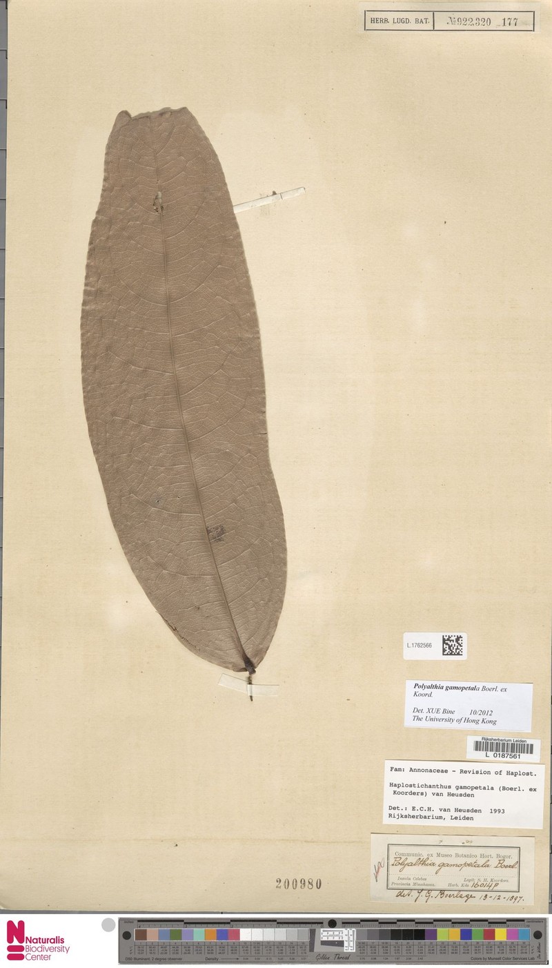 Polyalthia gamopetala