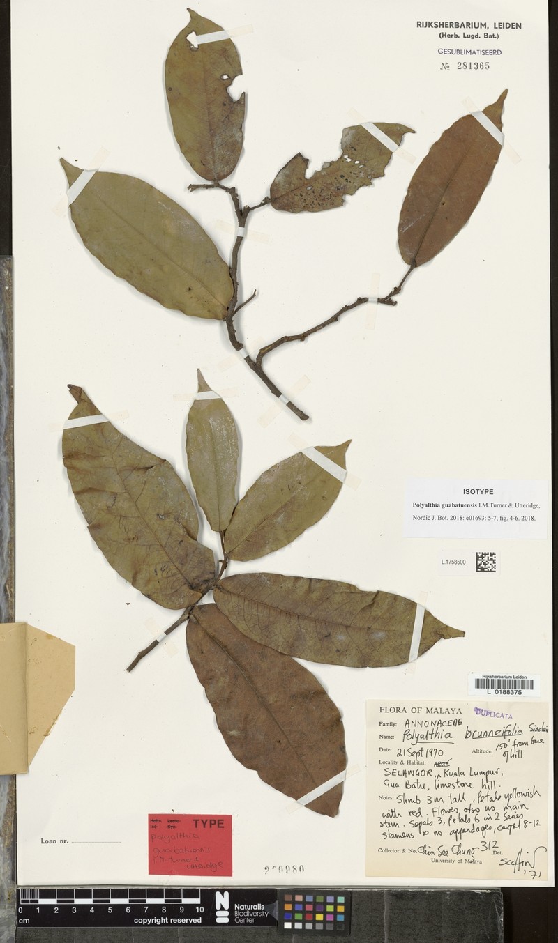 Polyalthia guabatuensis