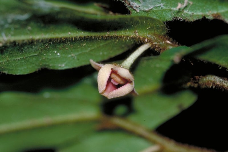 Polyalthia hispida