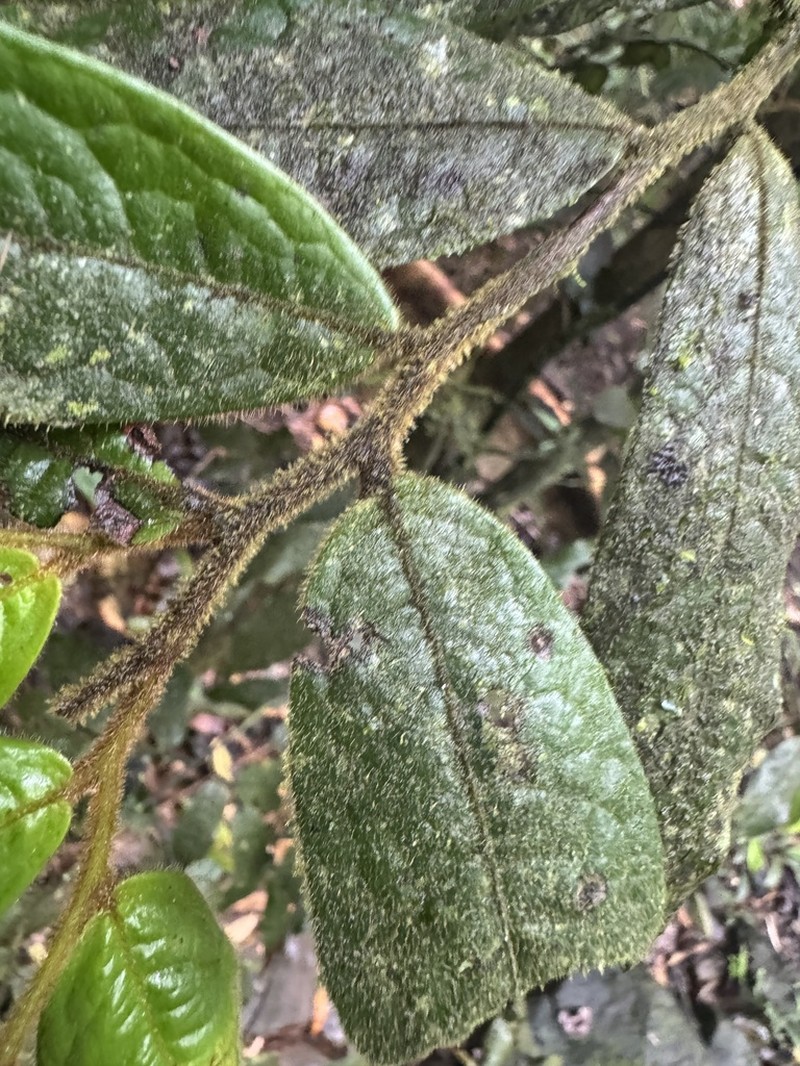 Polyalthia hispida photo 2