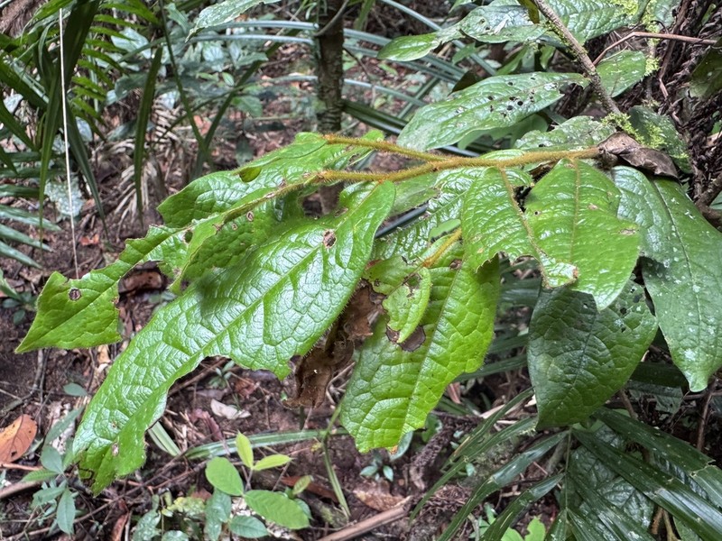Polyalthia hispida photo 3