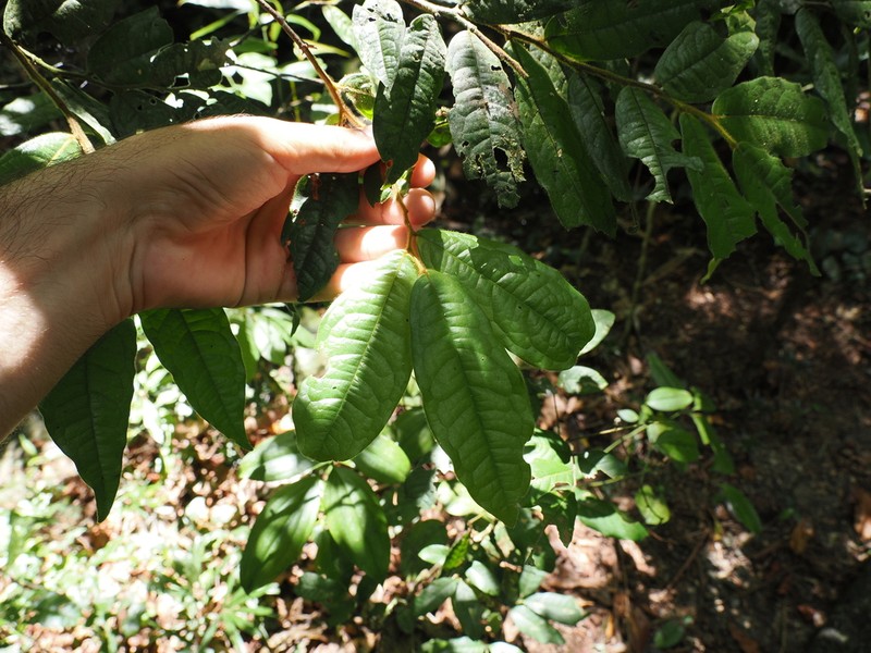Polyalthia hispida photo 4